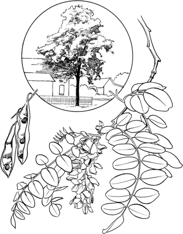 Black Locust Coloring Page